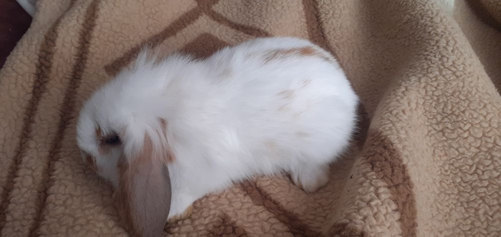 Króliczek baranek Teddy