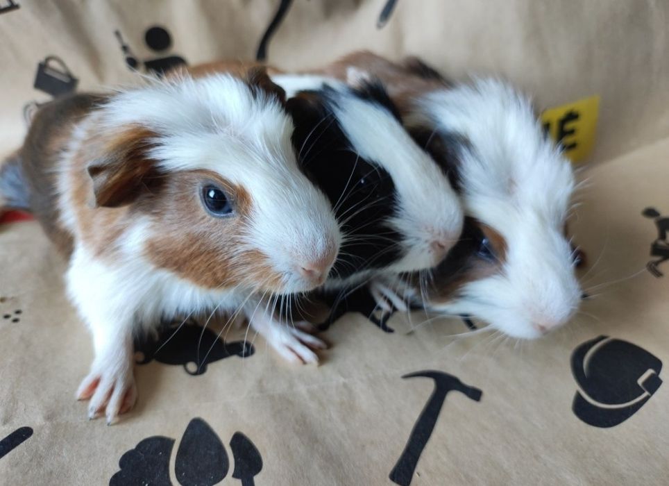 Cavia domowa świnki morskie