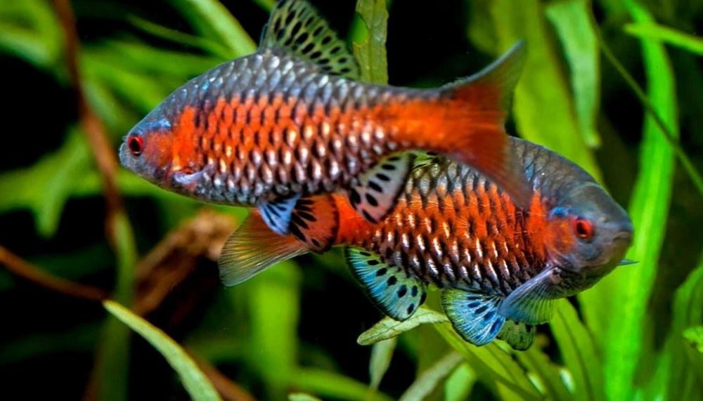 MISIEKZOO Brzanki - Brzanka Odeska