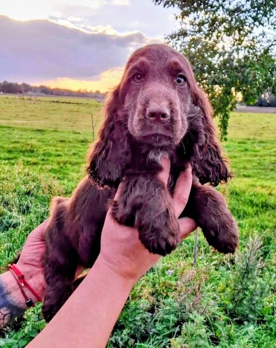 Cocker Spaniel Angielski czekoladowy piesek