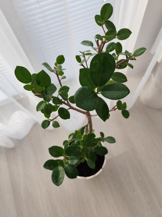 Фікус Мокламе  Фикус Ficus  Moclame