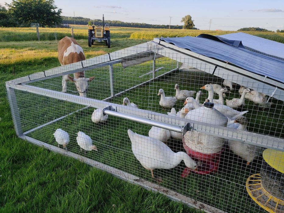 Kurczak pastwiskowy, ZAPISY 2026 naturalne, Sprzedaż Bezpośrednia