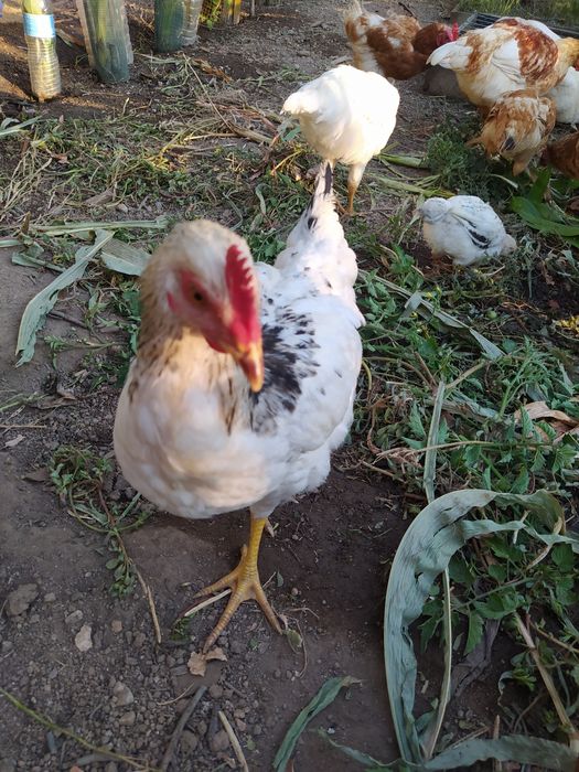 Galos Galinhas vivos Caseiros