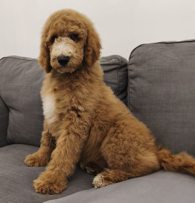 Urocza suczka pudel standart Giant.duży pudel.