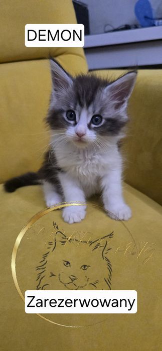 MAINE COON Śliczne Kociaki