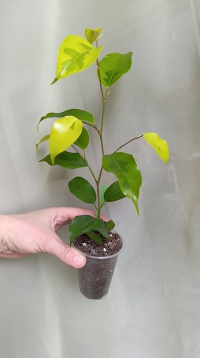 Фікус Бенжаміна сорту Реджинальд та інших 7 сортів