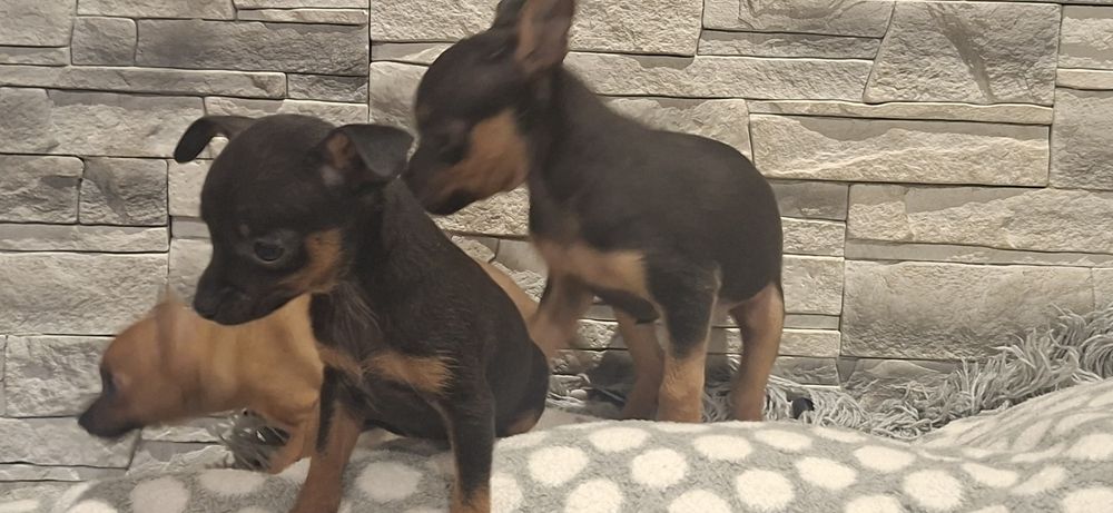 Pinczer miniaturowy z metryką