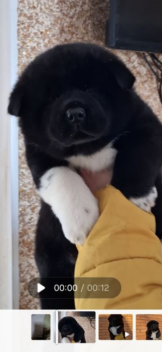 Девочка американской акиты