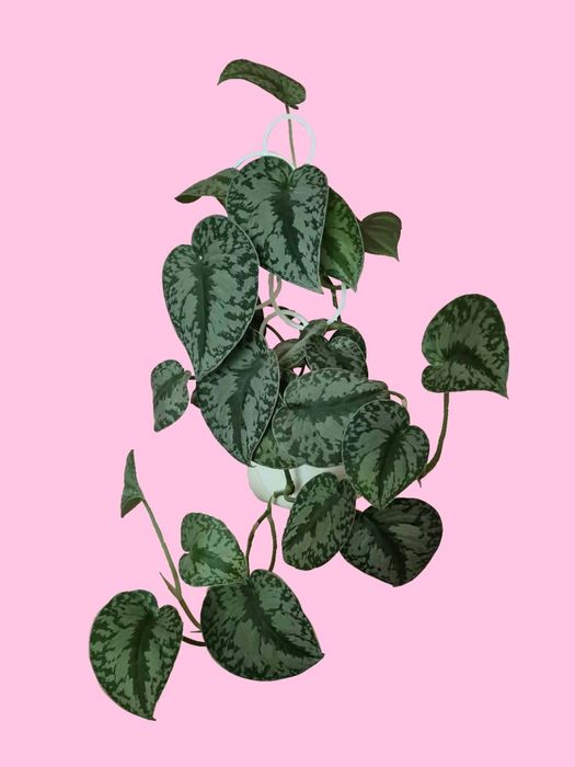 Scindapsus picuś "Trebie"