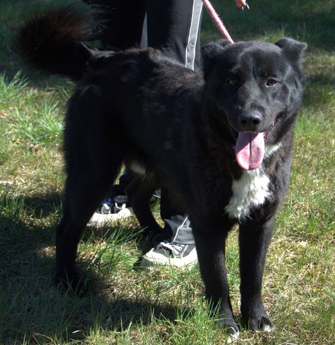 Krawatek - pies do adopcji!