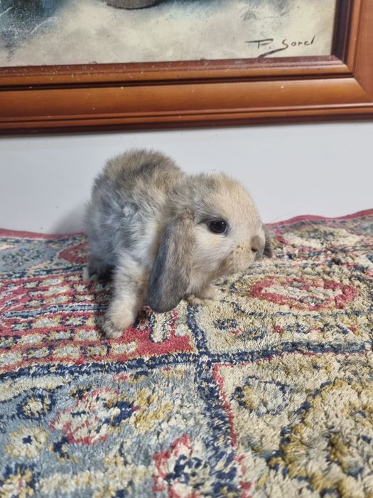 Króliki miniaturki (Mini Lop i Teddy)