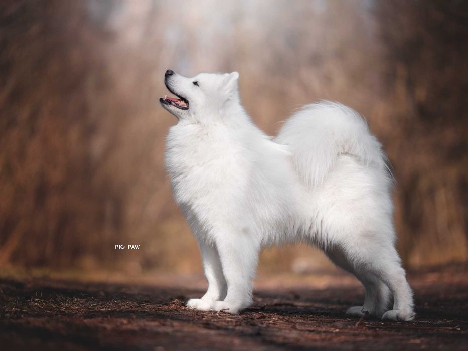 Samoyed pies Zkwp
