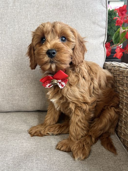 Piesek cavapoo gotowy do odbioru