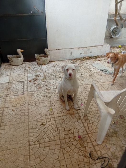 Treino educação canina
