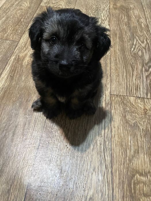 Віддамо у хороші руки двох собачок (хлопчик і дівчинка)