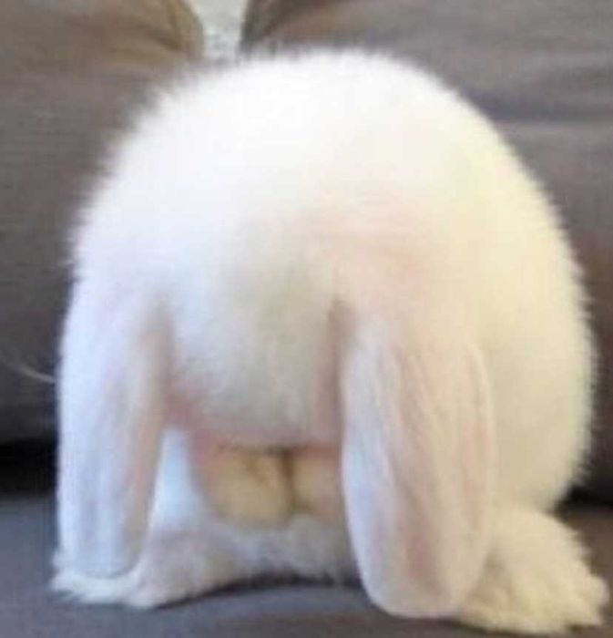 Coelhos anões mini loop + Gaiola Nova +alimentação adequada