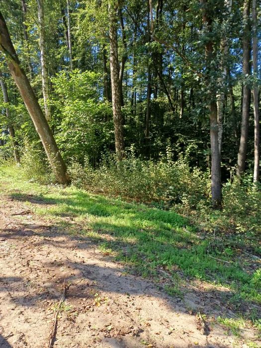 Sprzedam olchę tartaczną na pniu w korzystnej cenie.