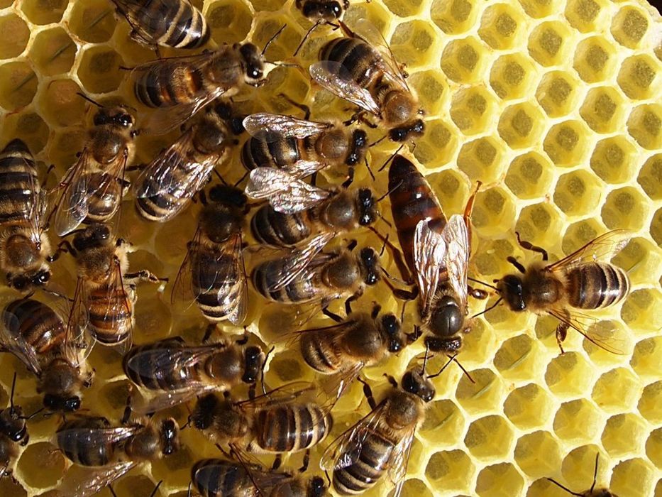 Продам бджолопакети