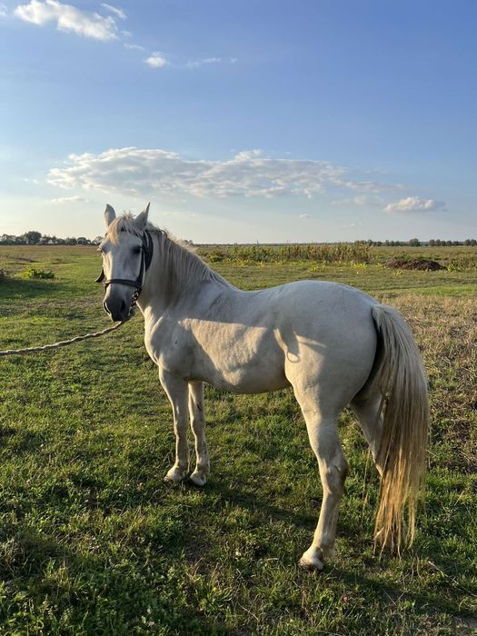 Продам кобилу 8 років