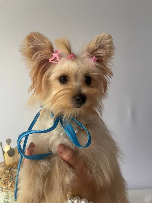 Помапу — 3 пухнасті принцеси шукають новий дім