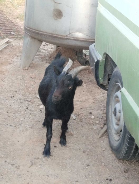 Vendo dois chibos anoes