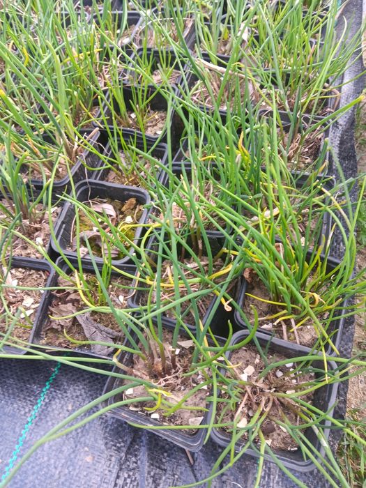 Sadzonki szczypiorku