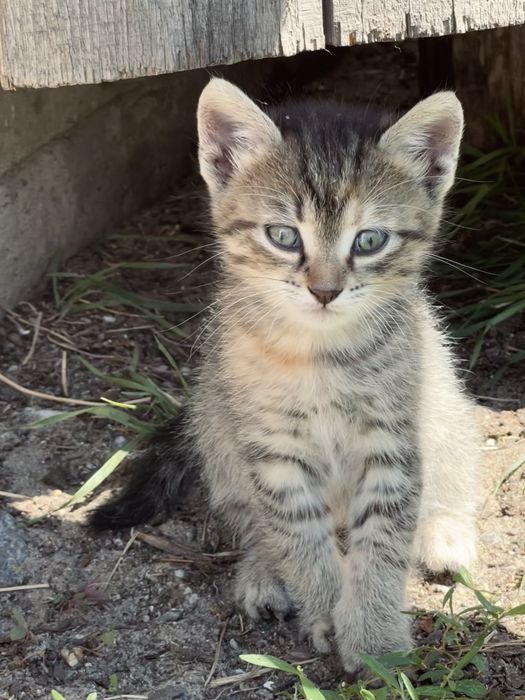 Котенята в добрі руки
