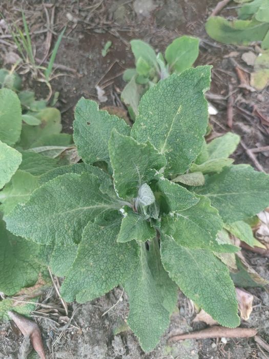 Naparstnica sadzonki