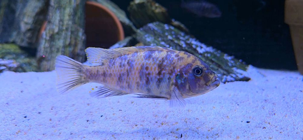 Metriaclima zebra Chizumulu