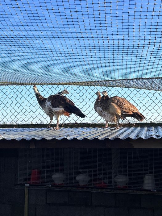 Vendo casal de pavões Alerquim