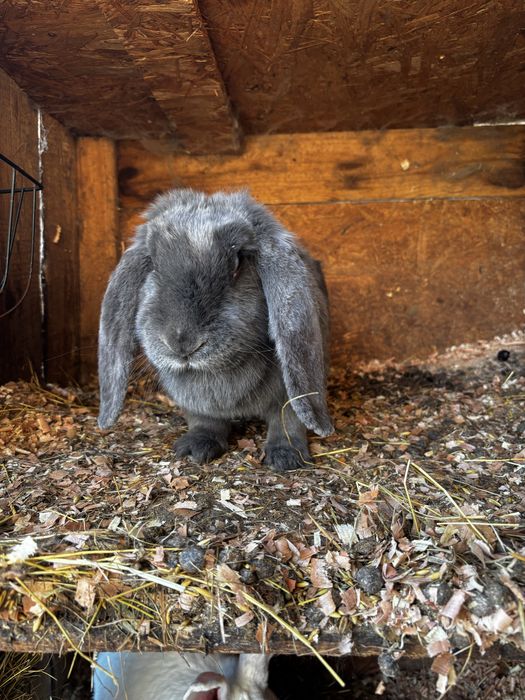 Sprzedam kroliki kilka sztuk