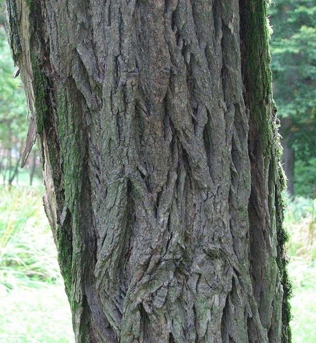 oddam za darmo drzewo , zrębka,duże ilości