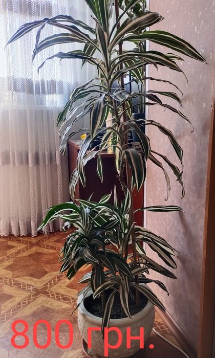 Продам комнатные растения