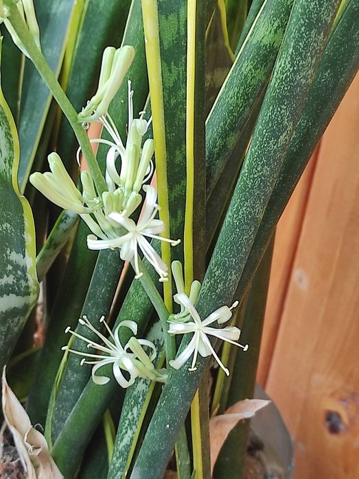 Сансевієрія Laurentii (Лауренті) -кімнатна рослина,вазон