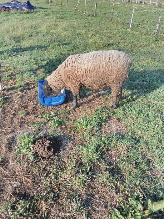 Carneiro suffolk puro certificado e cabrito anão