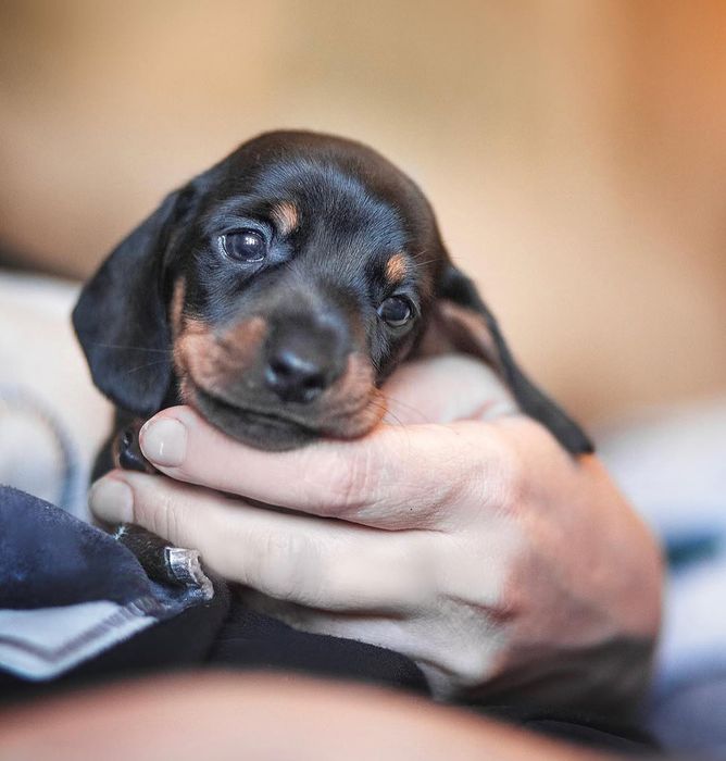 Таксунчик, чорно підпалий в наявності.