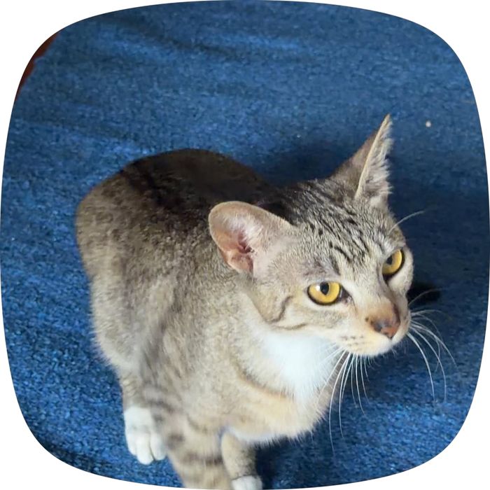 Doa-se Gata Docil