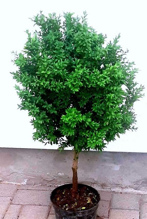 Bukszpan wieczniezielony, okazałe krzewy na pniu - 85 cm