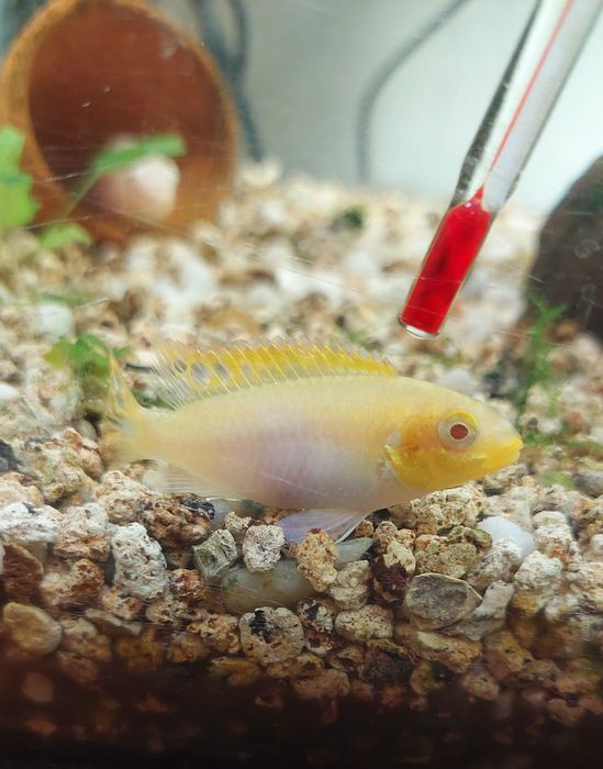 Casal kribensis albino