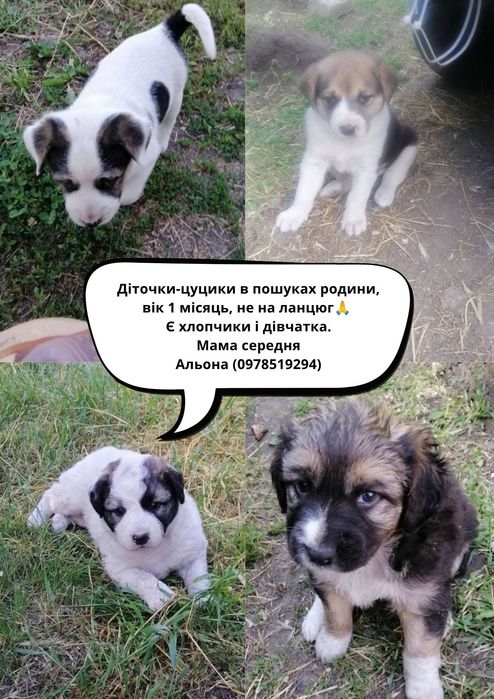 Віддам діточок в добрі руки(не на ланцюг).