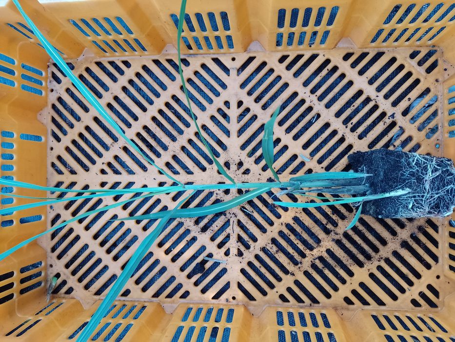 Miskant chiński Gracillimus Silberspinne  kleine fontane i min