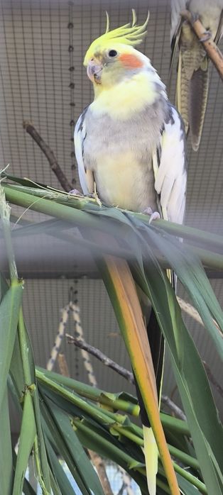 Várias aves disponíveis