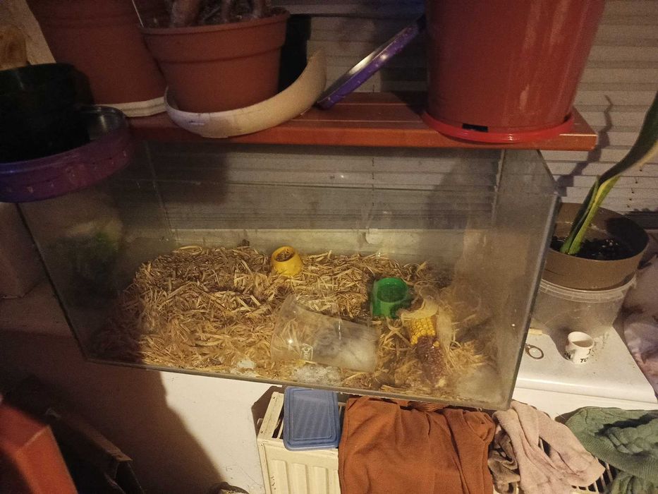 akwarium chomiki razem duze akwarium 120zl tanio