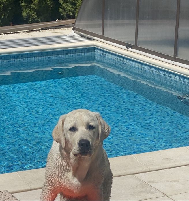 Лабрадор вязка, кобель