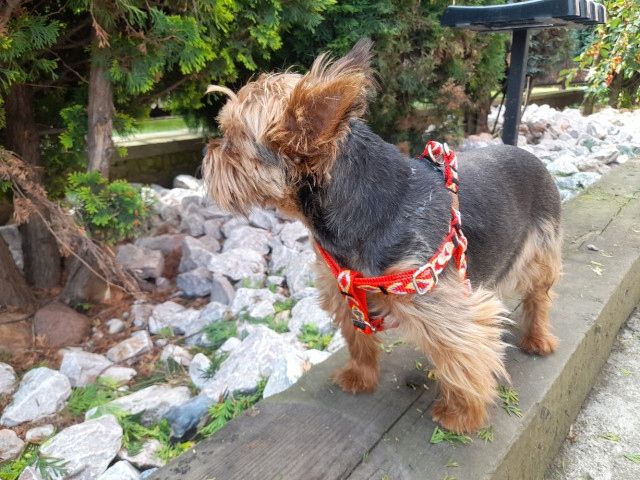 szelki dla małego psa s 25/47 ozdobne sunka ultra