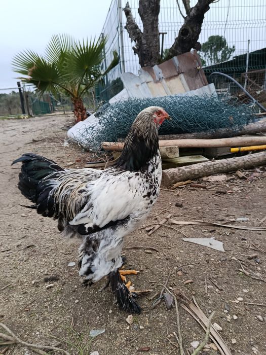 Vendem-se galos Brahamas puros  com 3 meses