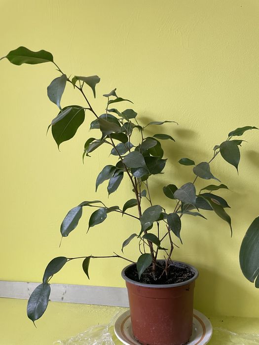 Фікус бенджаміна