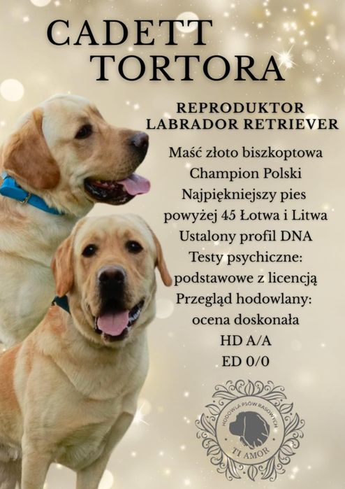 Przepiękny Reproduktor labrador retriever wystawowy