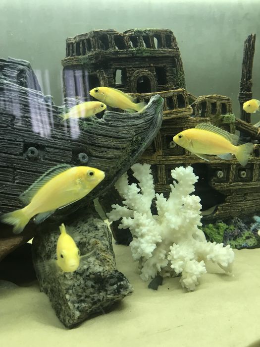 Лабидохромис Еллоу Цихлиды малави , єллоу .