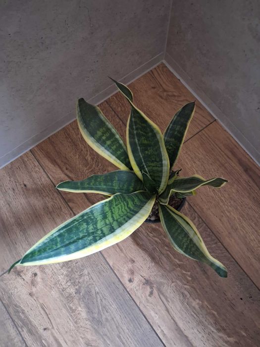 Sansevieria trifasciata